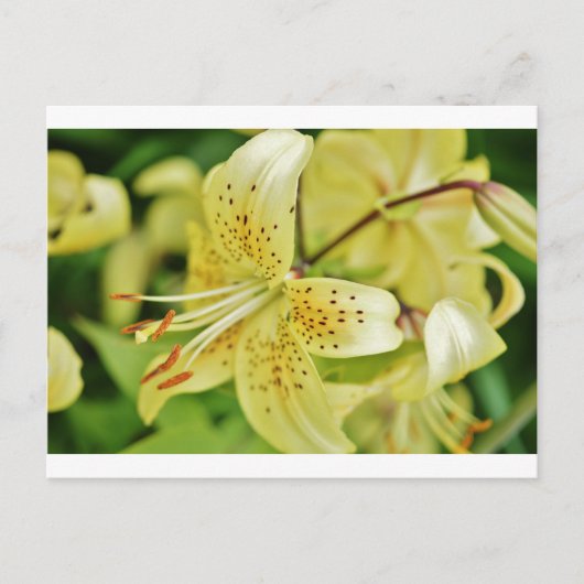 Carte Postale Fleurs de Lily Mariage (Devant)