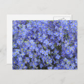 Carte Postale Fleurs de lin aux jardins de Longwood, Pennsylvani (Devant / Derrière)