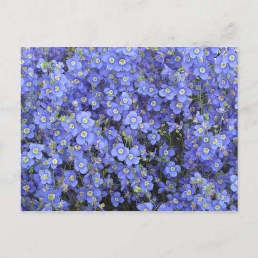 Carte Postale Fleurs de lin aux jardins de Longwood, Pennsylvani (Devant)