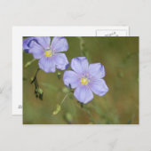 Carte Postale Fleurs de lin sauvage 2 (Devant / Derrière)