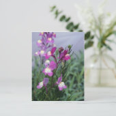 Carte Postale fleurs de Linaria Maroccana (Linaire marocaine) (Debout devant)