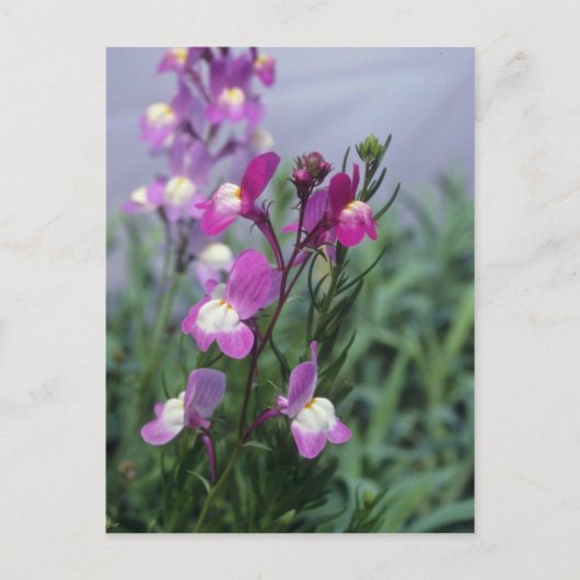 Carte Postale fleurs de Linaria Maroccana (Linaire marocaine) (Devant)