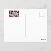 Carte Postale Fleurs de lys de pluie rose pastel Vous manquant (Dos)