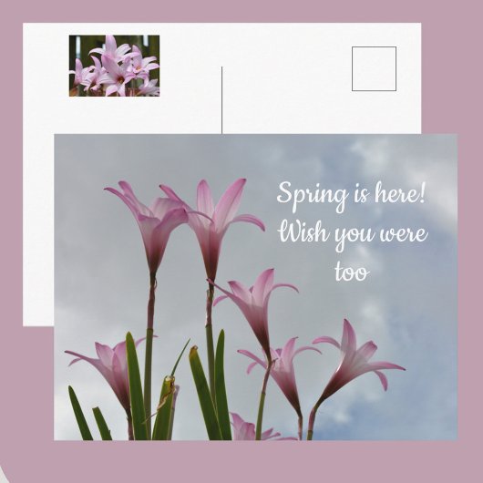 Carte Postale Fleurs de lys de pluie rose pastel Vous manquant