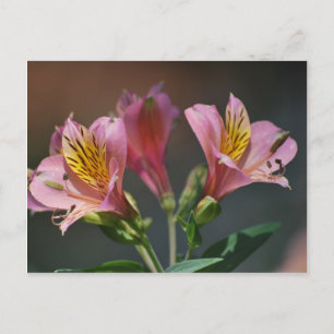 Carte Postale Fleurs de Lys inca roses et sens