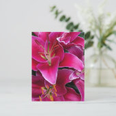 Carte Postale Fleurs de lys stargazers roses (Debout devant)