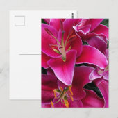 Carte Postale Fleurs de lys stargazers roses (Devant / Derrière)