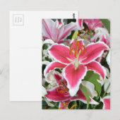 Carte Postale Fleurs de lys stargazers roses (Devant / Derrière)