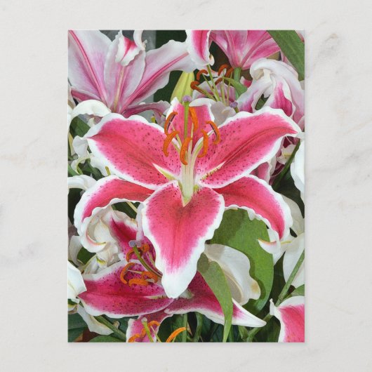 Carte Postale Fleurs de lys stargazers roses (Devant)