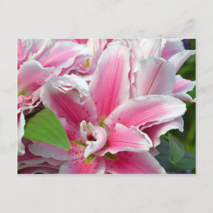 Carte Postale Fleurs de lys stargazers roses au printemps