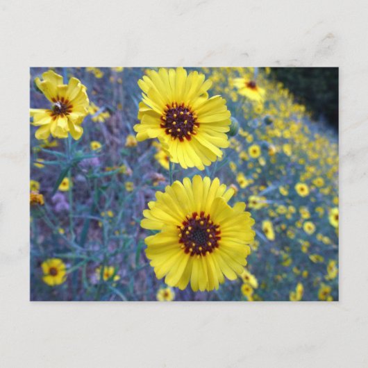 Carte Postale Fleurs de Madia communes dans le parc national de  (Devant)