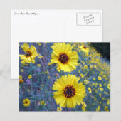 Carte Postale Fleurs de Madia communes dans le parc national de  (Devant / Derrière)