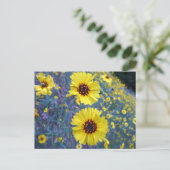 Carte Postale Fleurs de Madia communes dans le parc national de  (Debout devant)