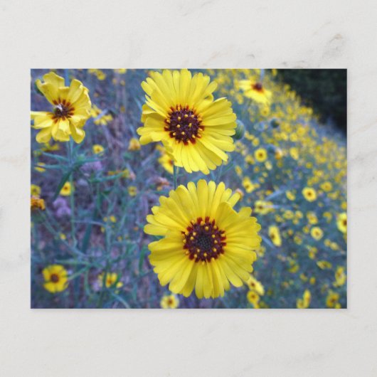 Carte Postale Fleurs de Madia communes dans le parc national de  (Devant)