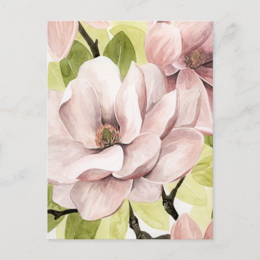 Carte Postale Fleurs de Magnolia (Devant)