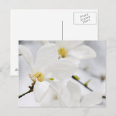 Carte Postale fleurs de magnolia (Devant / Derrière)