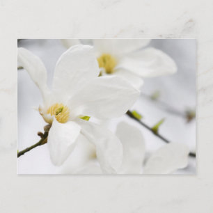 Carte Postale fleurs de magnolia