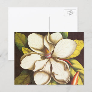 Carte Postale Fleurs de magnolia vintage avec graines
