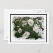 Carte postale Fleurs de mai (Devant / Derrière)