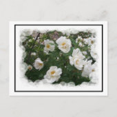 Carte postale Fleurs de mai (Devant)