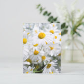 Carte Postale fleurs de marguerite (Debout devant)