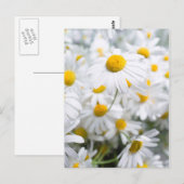 Carte Postale fleurs de marguerite (Devant / Derrière)