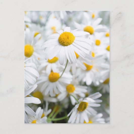 Carte Postale fleurs de marguerite (Devant)