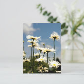 Carte postale Fleurs de marguerite blanche (Debout devant)