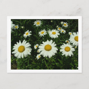 Carte Postale fleurs de marguerite blanche joyeux anniversaire