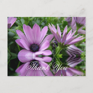 Carte Postale fleurs de marguerite violette merci