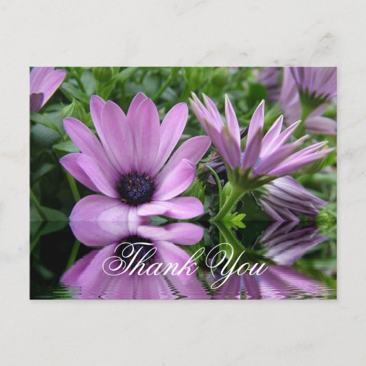Carte Postale fleurs de marguerite violette merci (Devant)