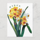 Carte Postale Fleurs de mars Jonquil Daffodil (Devant)
