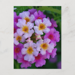 Carte Postale Fleurs de mauvaises herbes à papillon rose