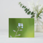 Carte Postale Fleurs de myosotis (Debout devant)