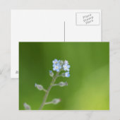 Carte Postale Fleurs de myosotis (Devant / Derrière)