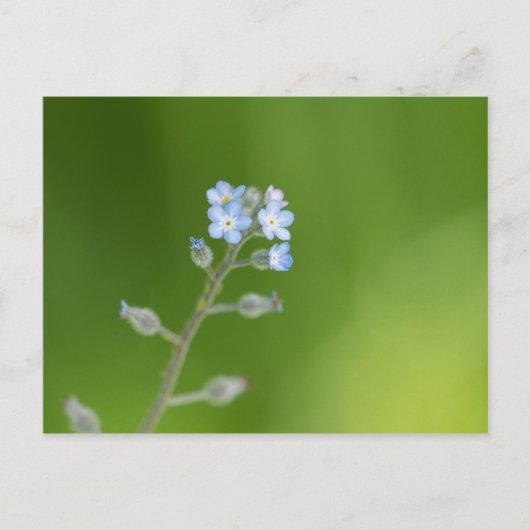 Carte Postale Fleurs de myosotis (Devant)