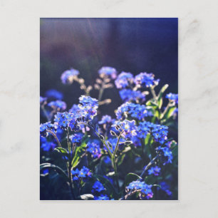 Carte Postale fleurs de myosotis photographiées par Tutti
