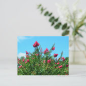 Carte Postale Fleurs de myrte crêpe (Debout devant)