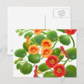 Carte postale Fleurs de Nasturtium (Devant / Derrière)