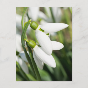 Carte Postale Fleurs de neige