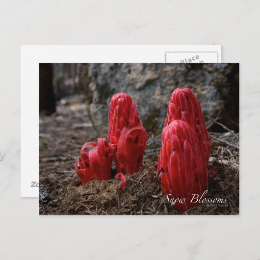 Carte Postale Fleurs de neige (Devant / Derrière)