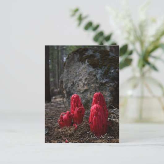 Carte postale Fleurs de neige (Debout devant)