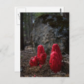 Carte postale Fleurs de neige (Devant / Derrière)