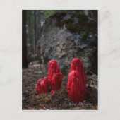 Carte postale Fleurs de neige (Devant)