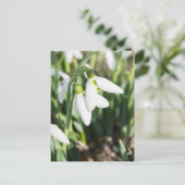 Carte Postale Fleurs de neige (Debout devant)