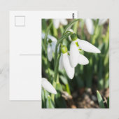 Carte Postale Fleurs de neige (Devant / Derrière)
