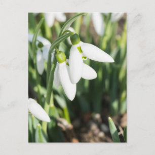 Carte Postale Fleurs de neige