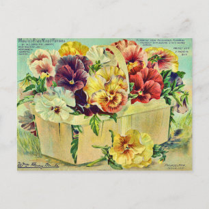 Carte Postale Fleurs de Pansy colorées Couverture Vintage Paquet