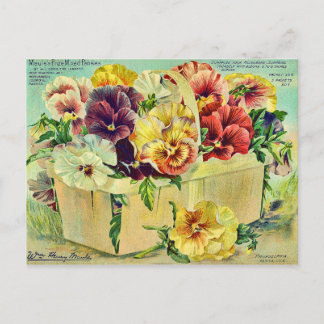 Carte Postale Fleurs de Pansy colorées Couverture Vintage Paquet