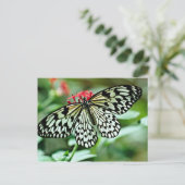 Carte Postale Fleurs de papillon (Debout devant)